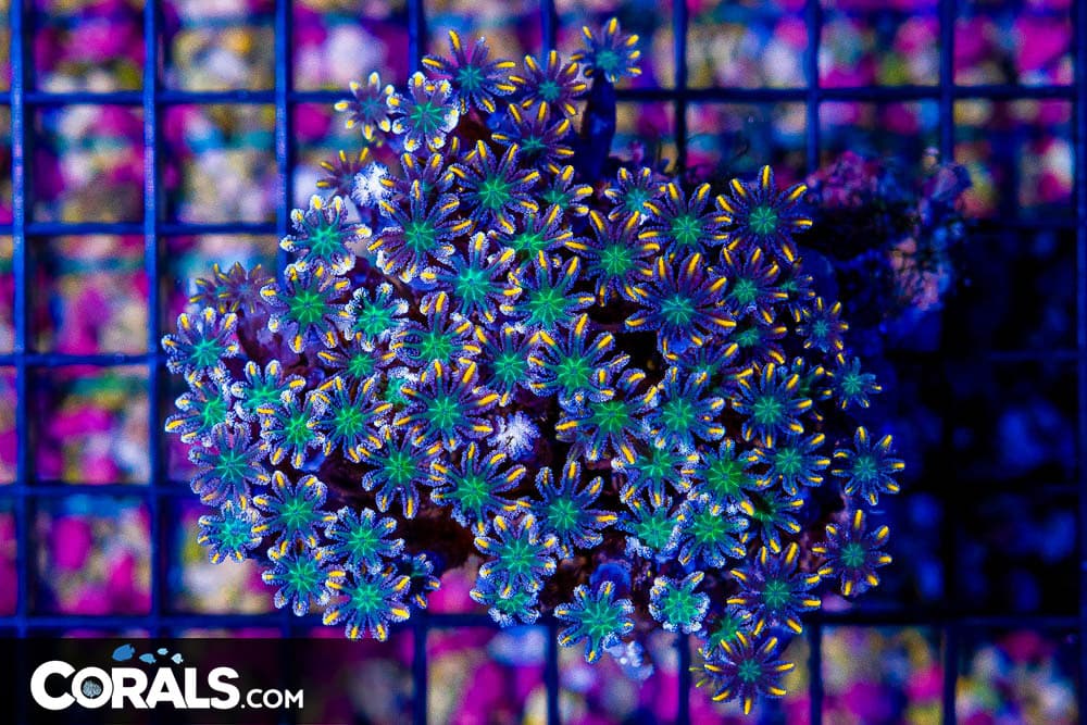 Clove Polyp – Indonesia GOLD/YELLOW STRIPED! Tons of Polyps! (Blue Video Inside!)
