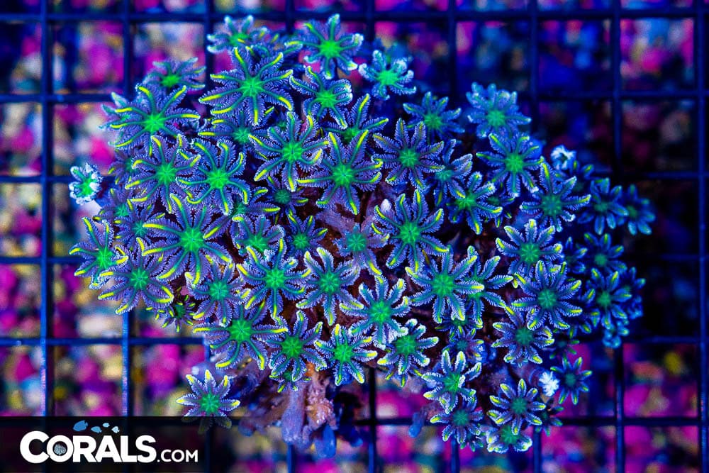 Clove Polyp – Indonesia GOLD/YELLOW STRIPED! Tons of Polyps! (Blue Video Inside!)