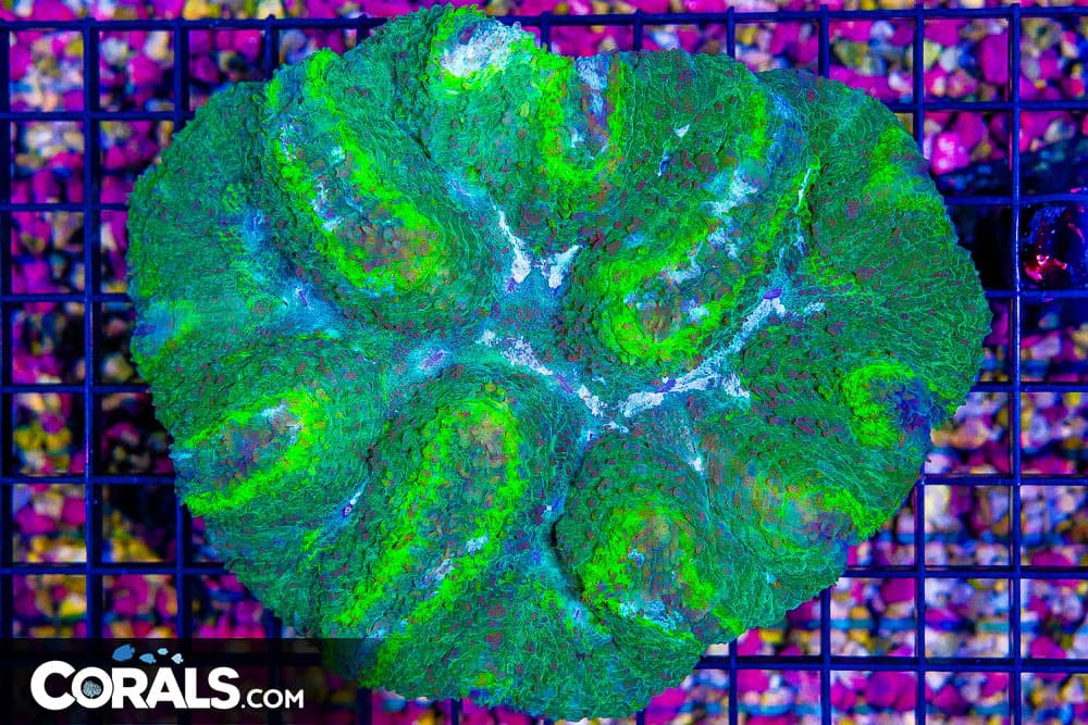 BIG Lobophyllia/Symphyllia – Australia Ultra Neon/Green/Blue! (Blue Video Inside!)