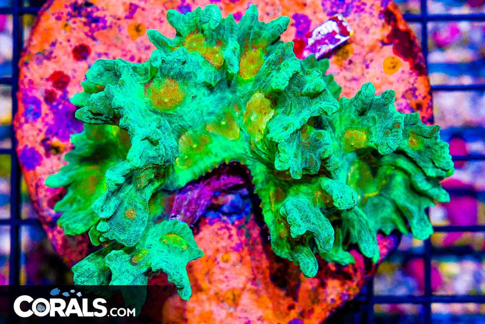 SUPER ULTRA Pectinia – INDO COLLECTOR’S CORAL Glowing Eyes! (Blue Video Inside!)