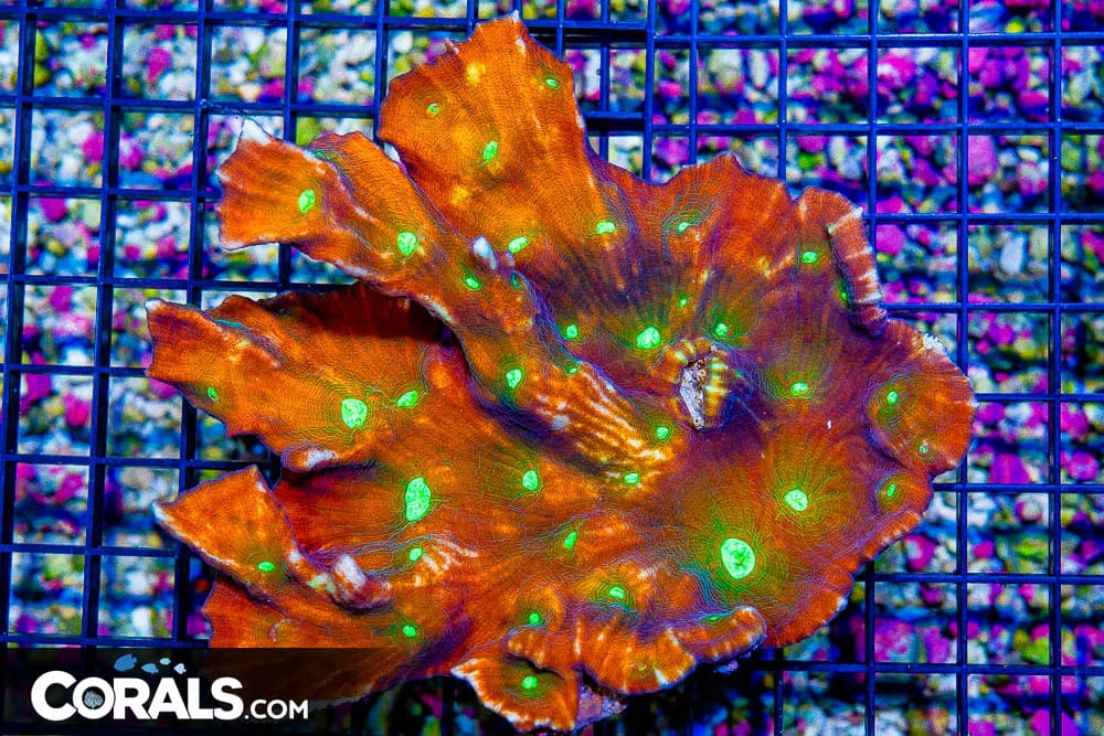 SHOW SUPER ULTRA Pectinia – INDO COLLECTOR’S CORAL! (Blue Video Inside!)
