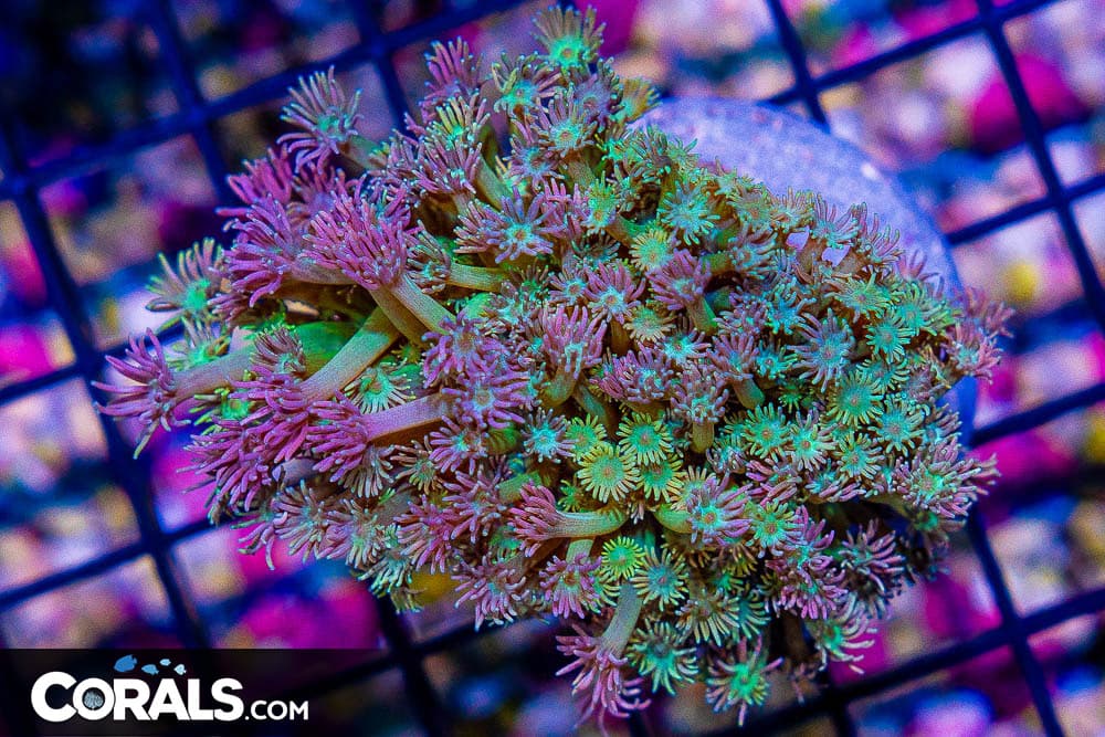 Goniopora – Indonesia Multicolored Purple/Pink!