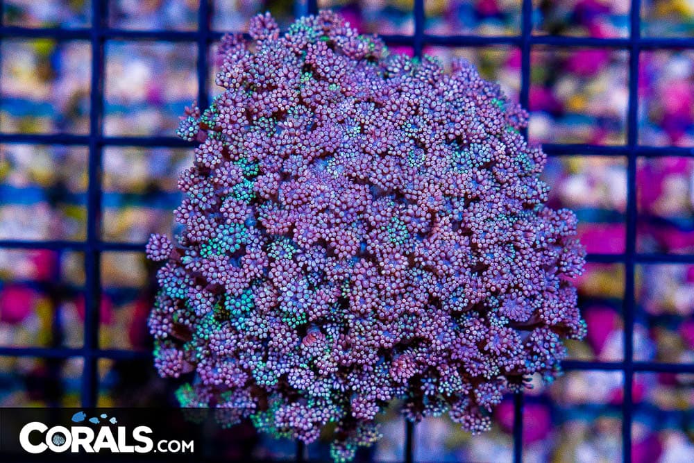 Goniopora – Indonesia Multicolored Purple/Pink! (Blue Video Inside!)