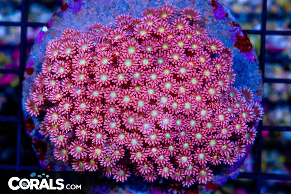 Goniopora – Indonesia Pink w/ Colored Eyes! (Blue Video Inside!)