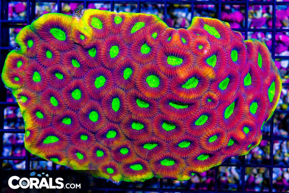 SHOW Favia Dragon Soul Prism – Australia SUPER GLOWING! (Blue Video Inside!)