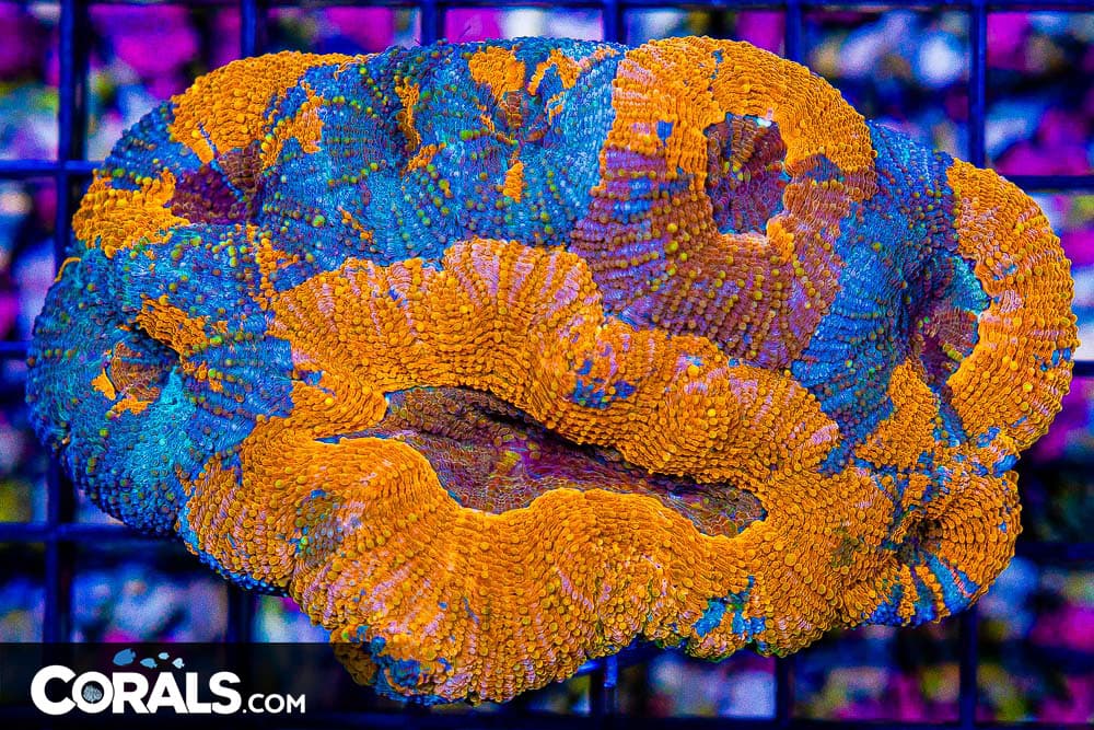 UNKNOWN Acan Bowerbanki “ish” – Indo Crazy Pattern/Coloration! (Blue Video Inside!)