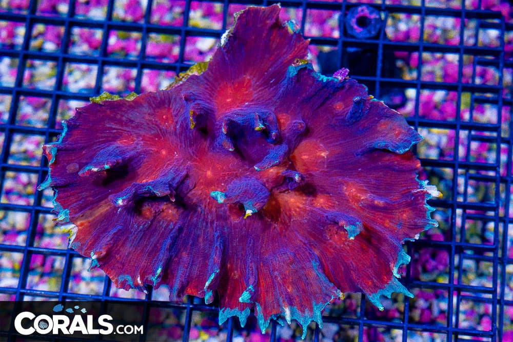 SHOW SUPER ULTRA Pectinia – INDO COLLECTOR’S CORAL! (Blue Video Inside!)