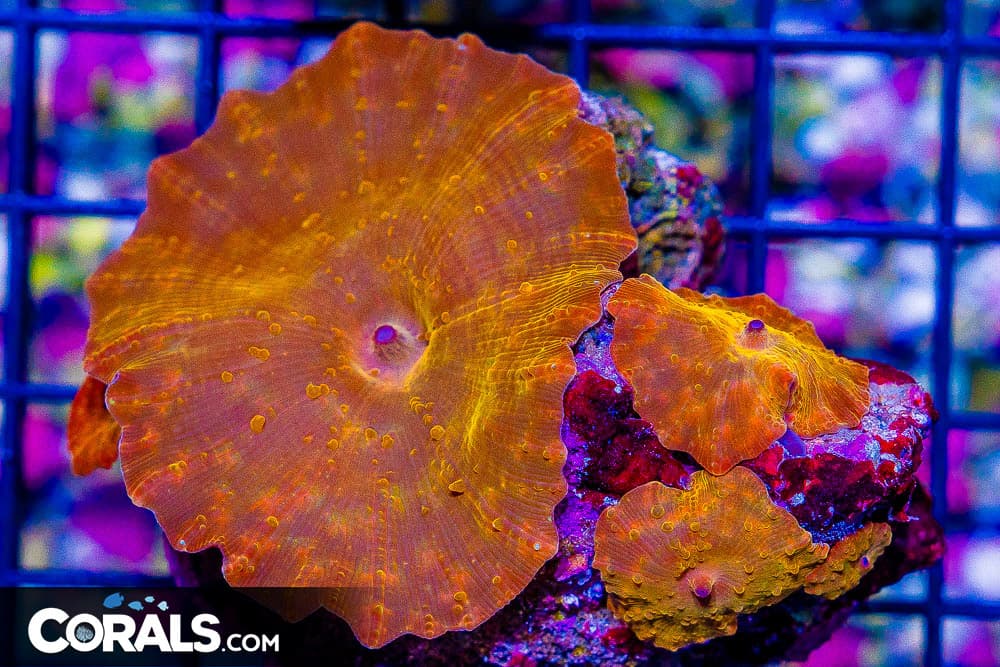 DISCO Mushroom Colony BIG Polyps! – Indo Orange RARE Hard to Get! (Blue Video Inside!)