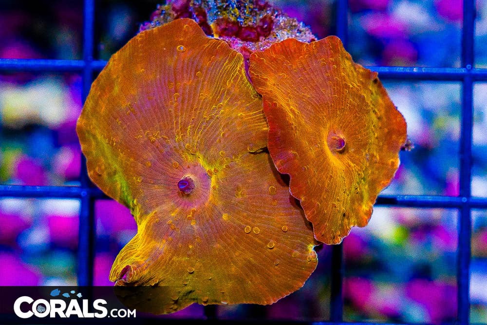 DISCO Mushroom Colony BIG Polyps! – Indo Orange RARE Hard to Get! (Blue Video Inside!)