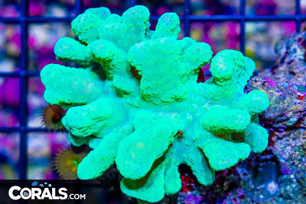 Lobophytum Leather – FIJI – RARE