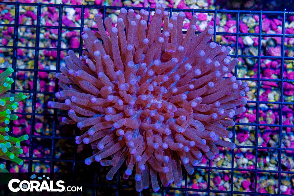 Ultra Heliofungia – Indo Purple/Pink Very Rare Color Combo!
