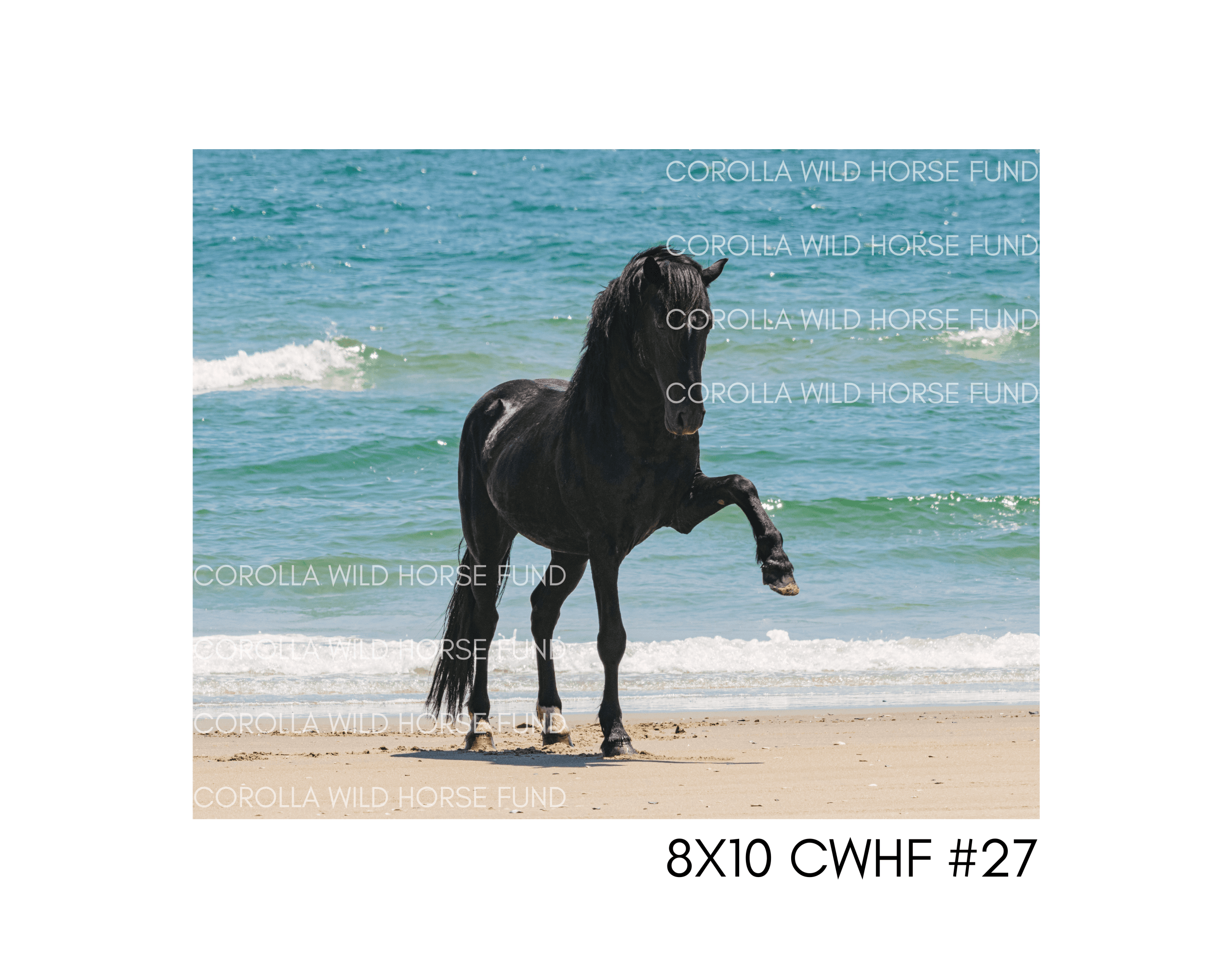 8×10 CWHF #27