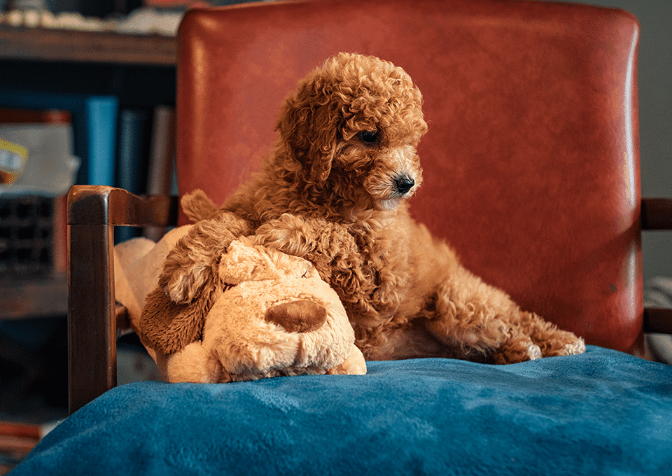 Cuddle Buddy - thumbnail 3