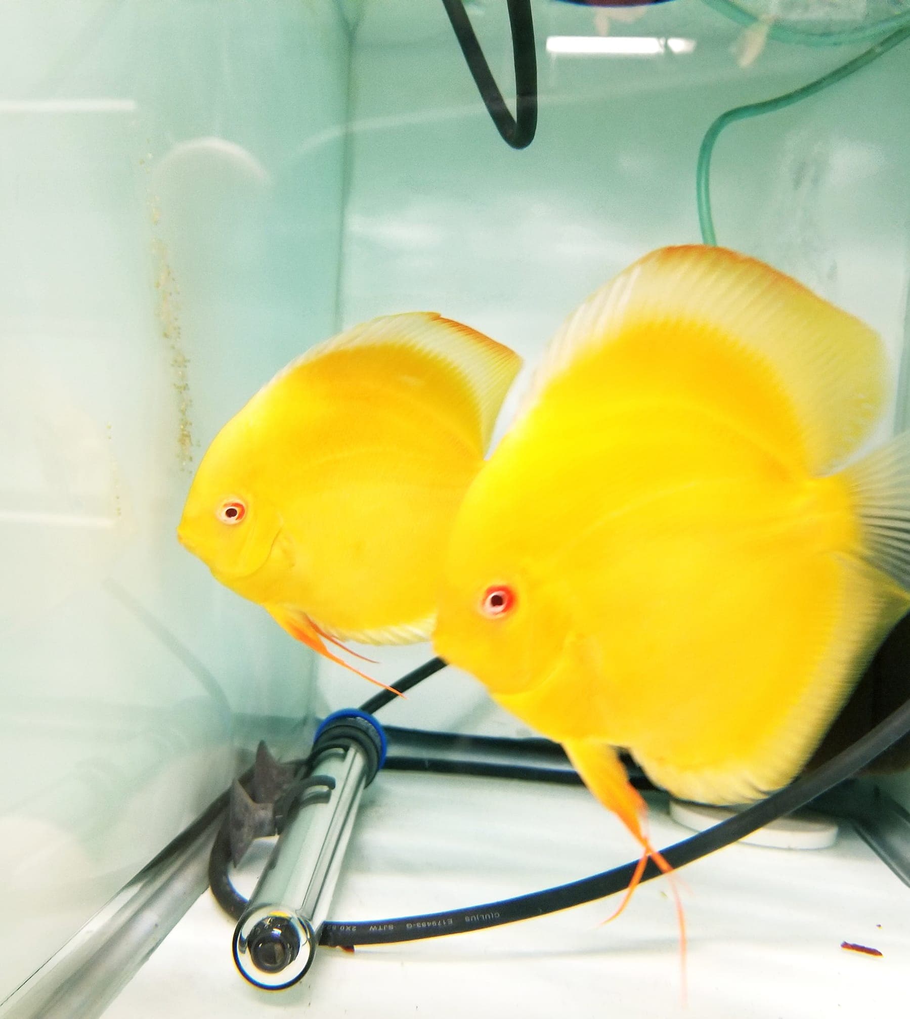Full Yellow Faced Albino Millennium Gold, Proven Breeding Pair