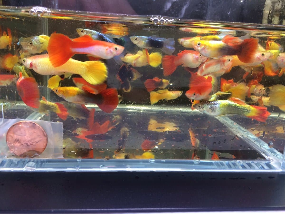 Assorted Guppy male 10 pack - thumbnail 2