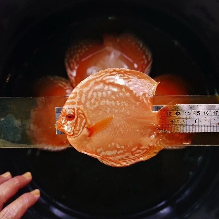 Albino Red Alenquer Discus, Uniform Pattern - thumbnail 5