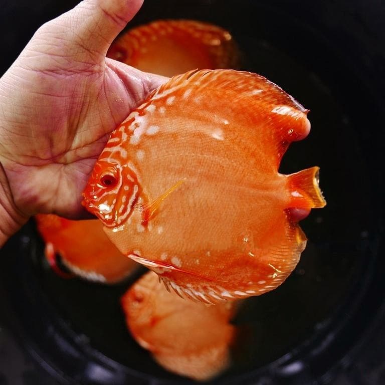 Albino Red Alenquer Discus, Uniform Pattern - thumbnail 2