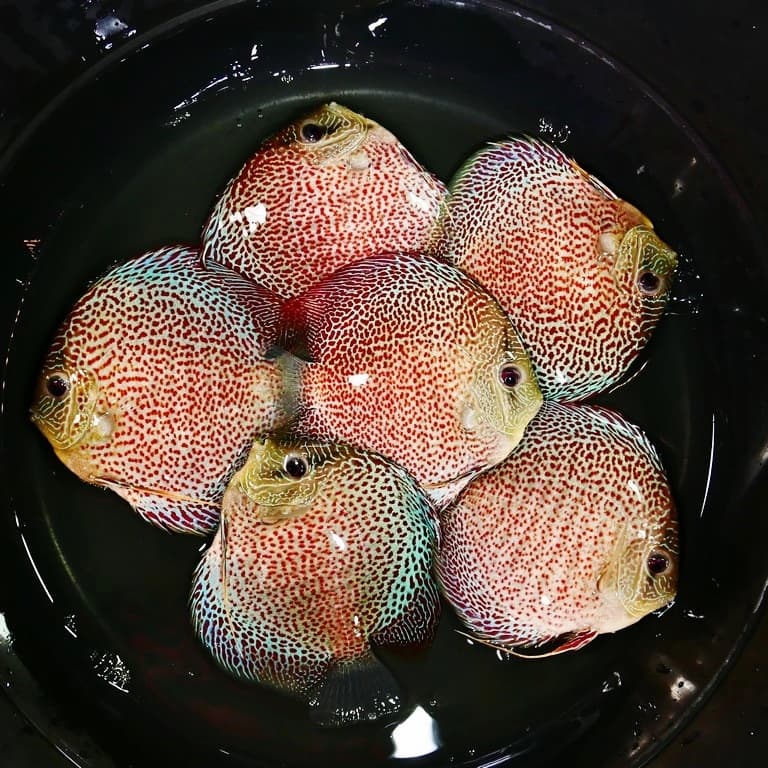 High-Bodied Penang Eruption Discus - thumbnail 4