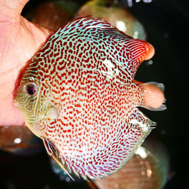 High-Bodied Penang Eruption Discus - thumbnail 7