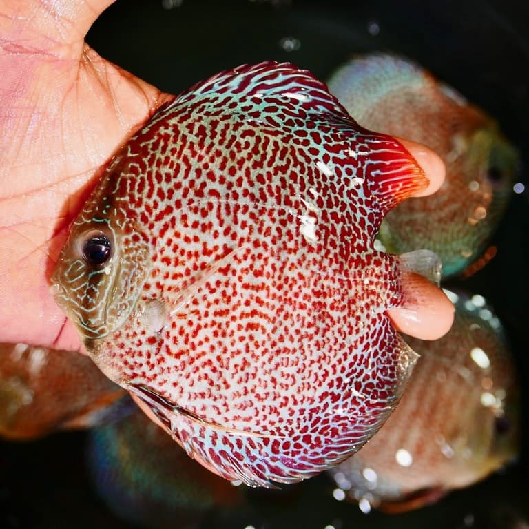 High-Bodied Penang Eruption Discus - thumbnail 2