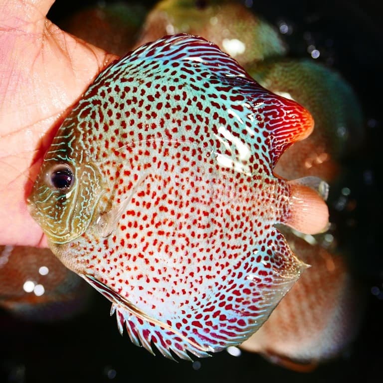 High-Bodied Penang Eruption Discus - thumbnail 3
