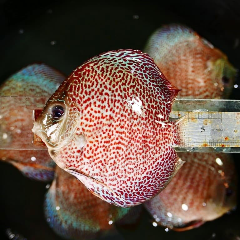 High-Bodied Penang Eruption Discus - thumbnail 6