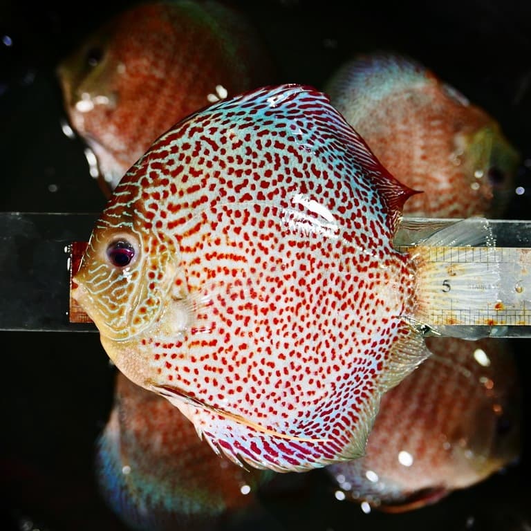 High-Bodied Penang Eruption Discus - thumbnail 5