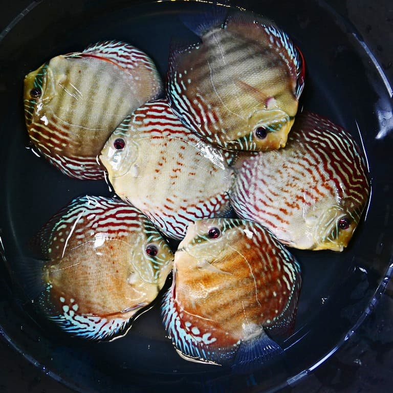 Royal Blue Turquoise Cross Discus - thumbnail 4