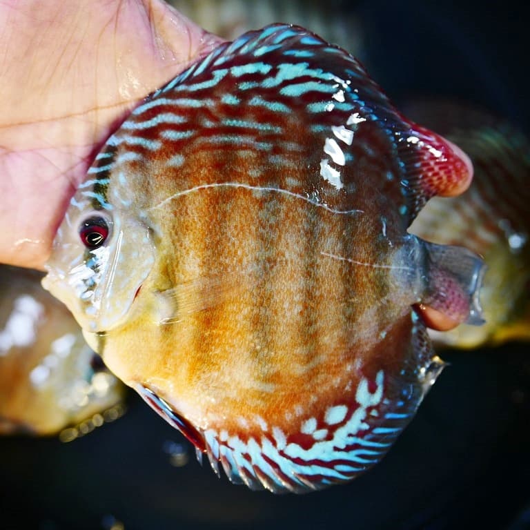 Royal Blue Turquoise Cross Discus - thumbnail 2
