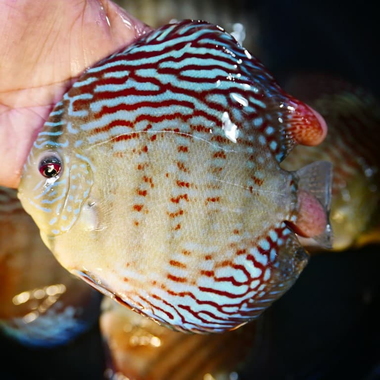 Royal Blue Turquoise Cross Discus - thumbnail 7