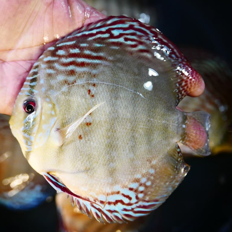 Royal Blue Turquoise Cross Discus - thumbnail 6