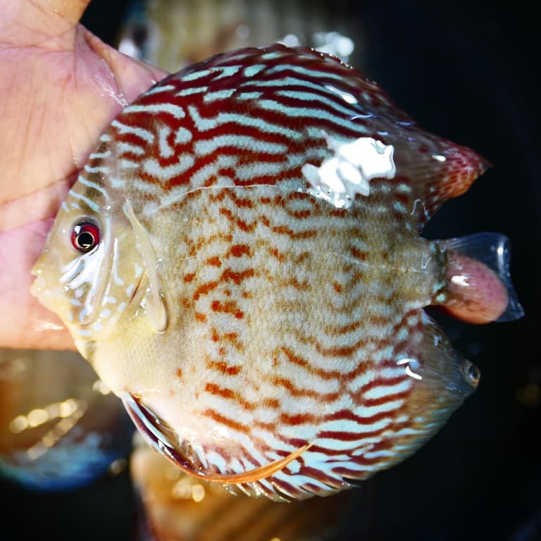 Royal Blue Turquoise Cross Discus - thumbnail 3