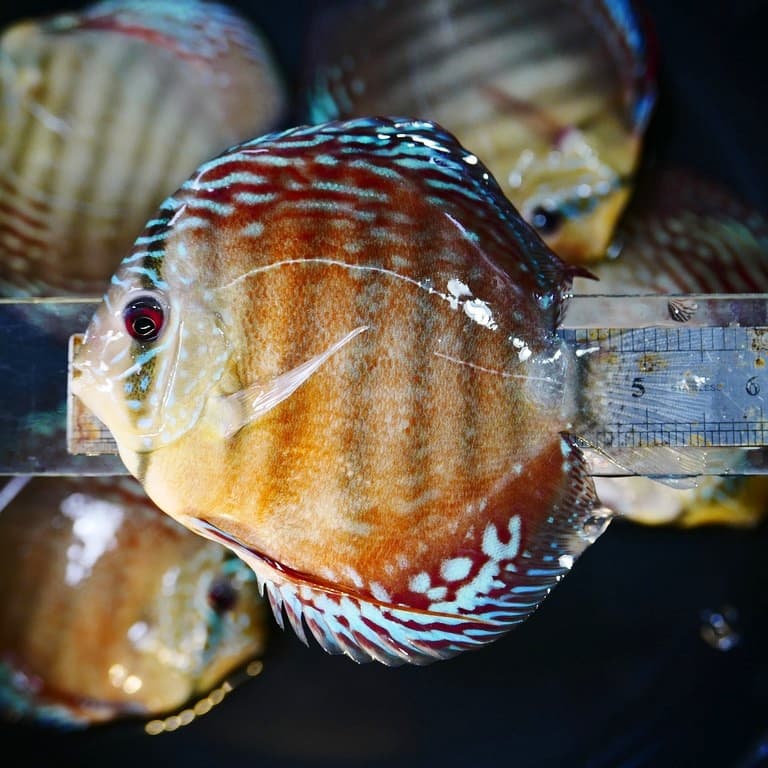 Royal Blue Turquoise Cross Discus - thumbnail 5