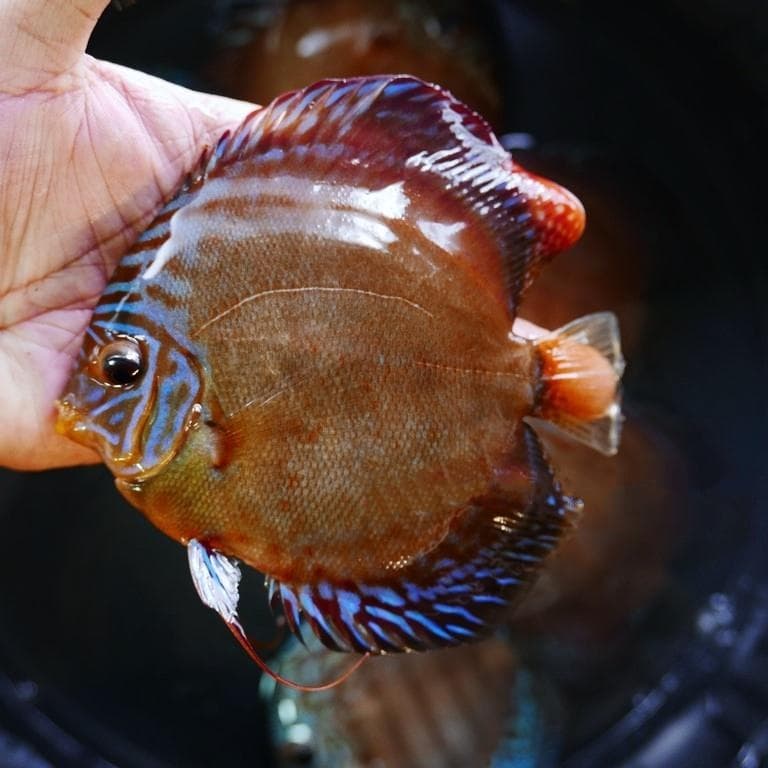 Blue Alenquer Cross Discus, Dark Base