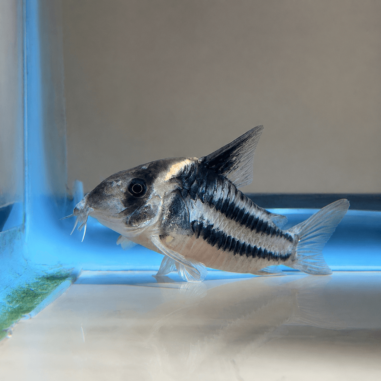 Super Parallelus Cory (Hoplisoma sp. CW127)