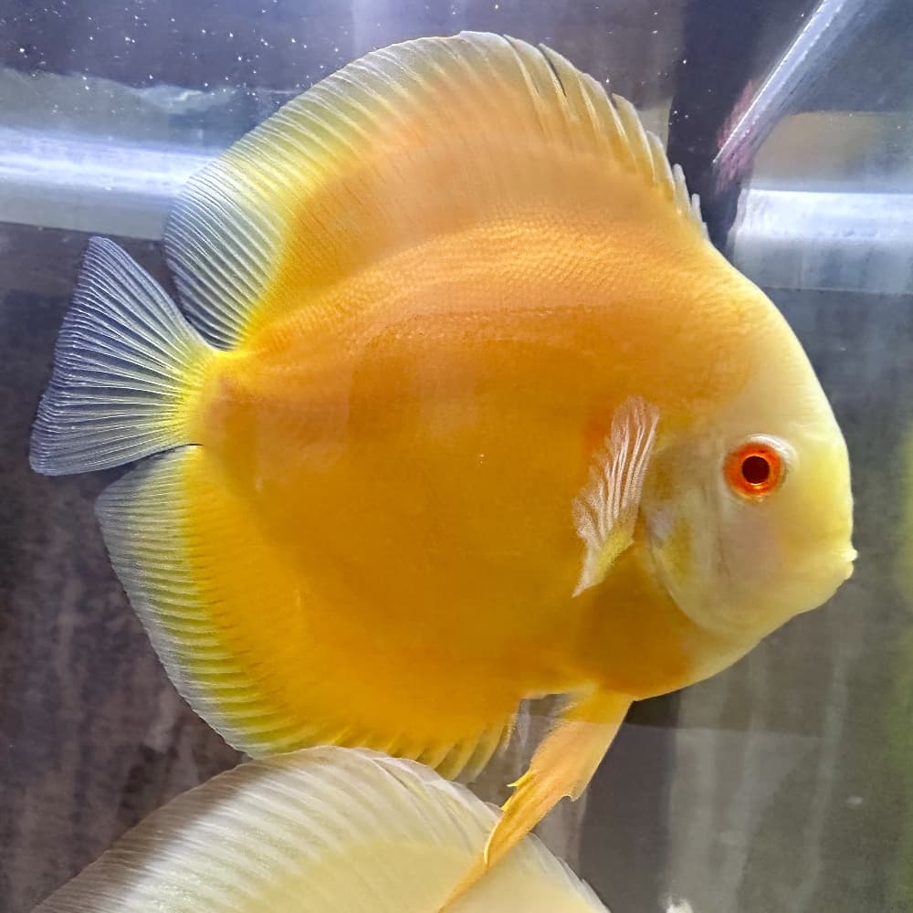 Albino Sunshine Gold - thumbnail 2