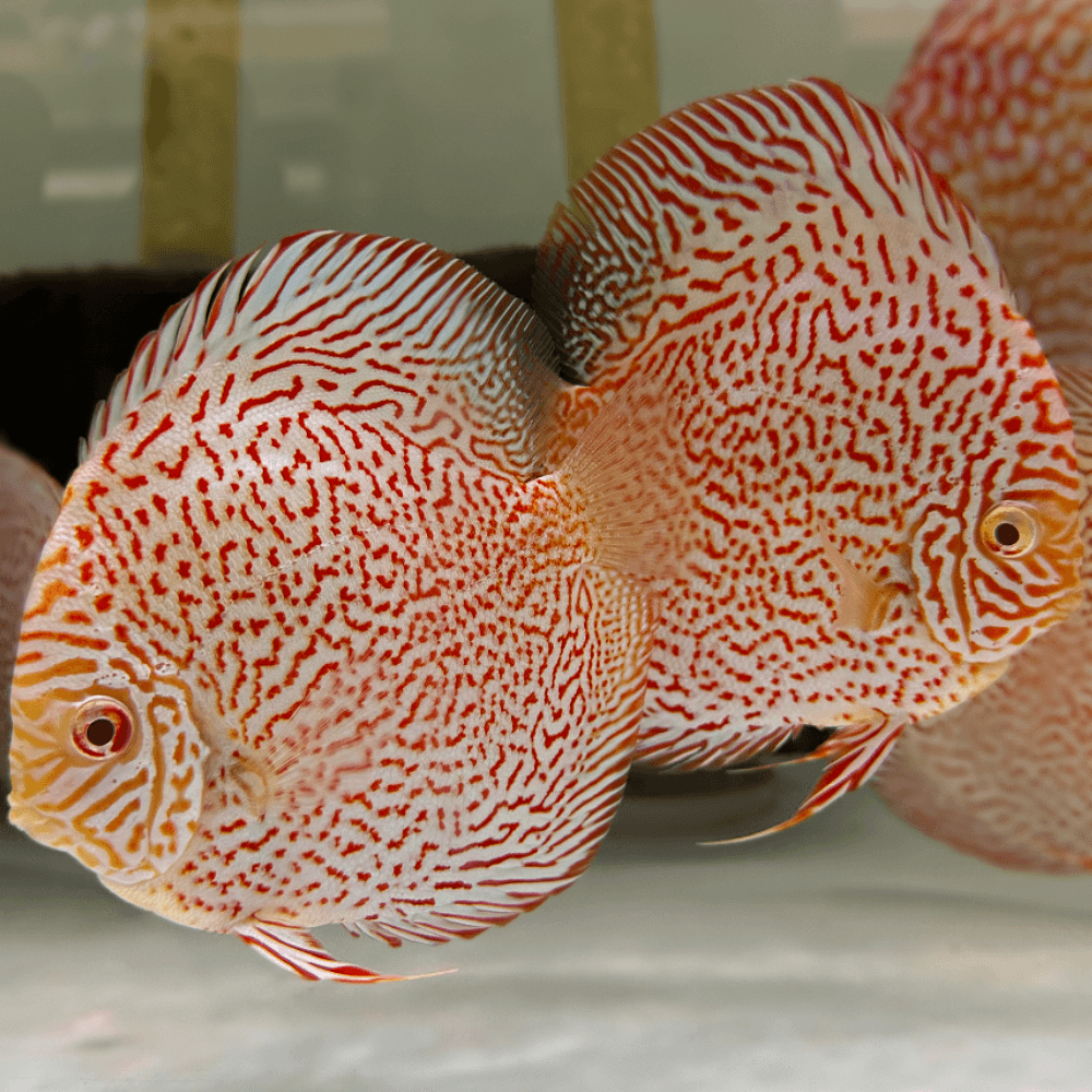 Albino Super Panthera Leopard - thumbnail 2