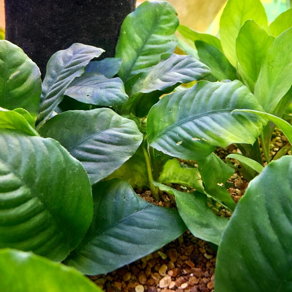 Anubia (Var) Coffeefolia