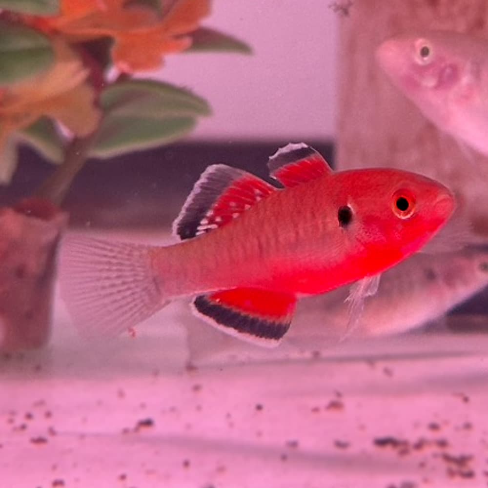 Empire Gudgeon (Hypseleotris compressa) <br>