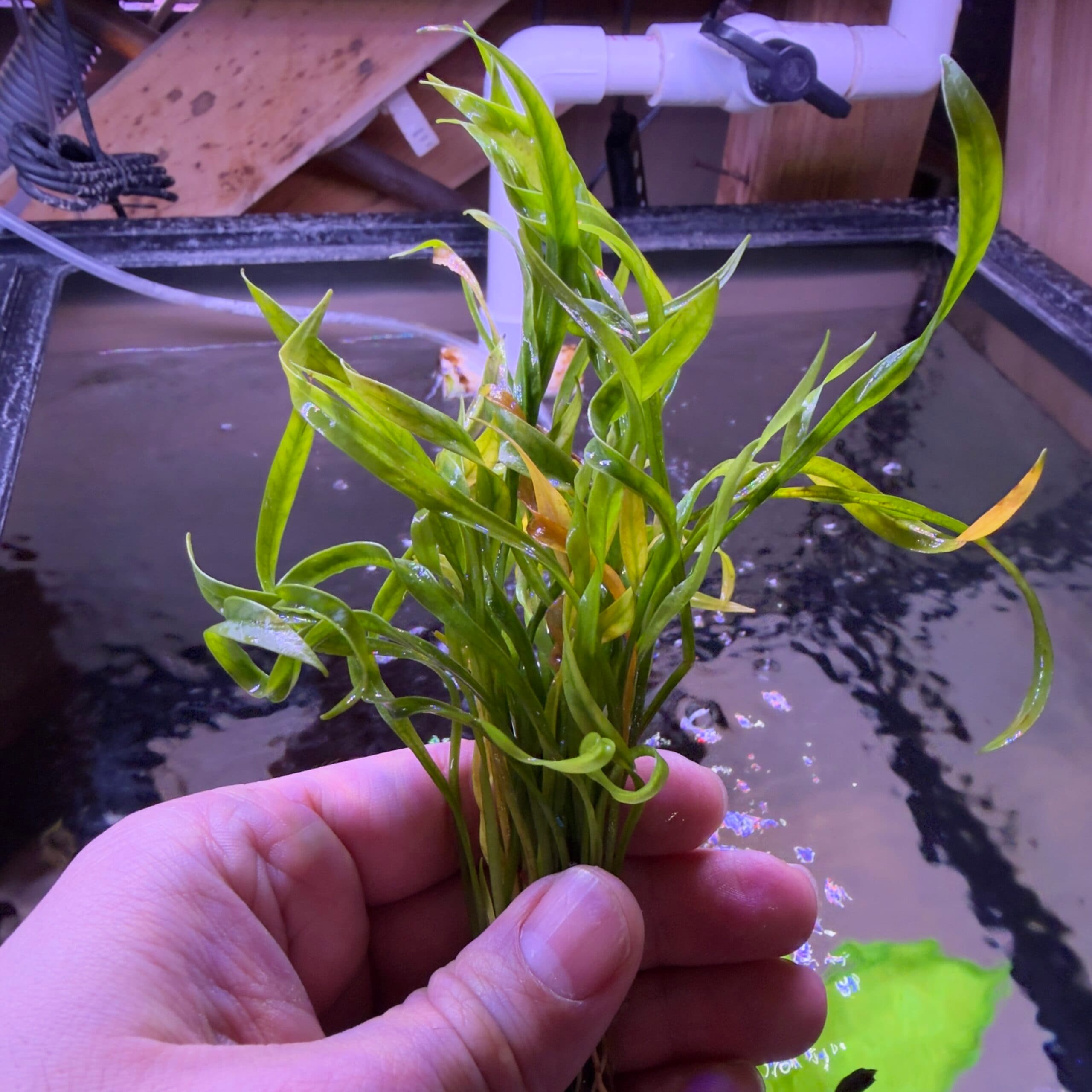 Echinodorus Vesuvius