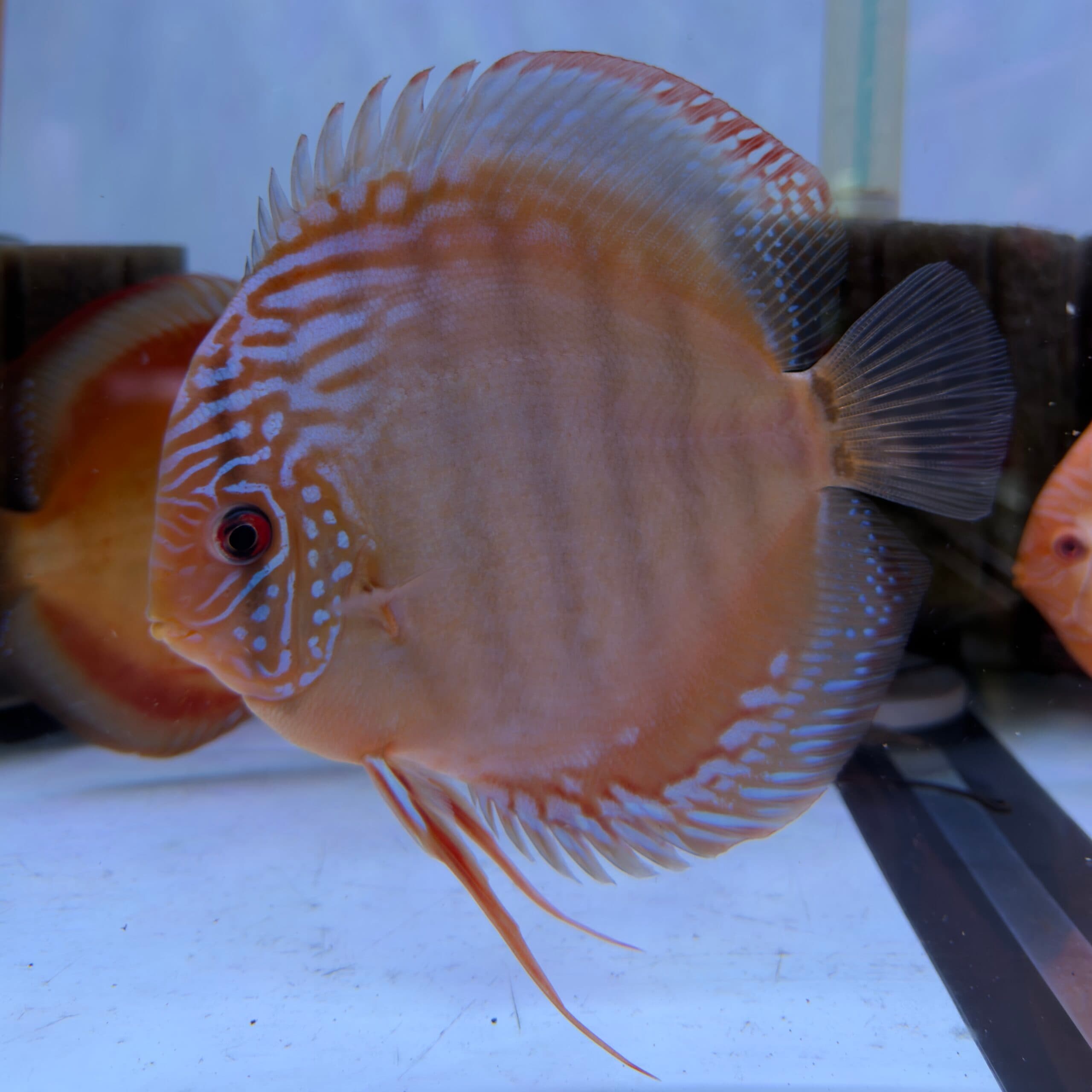 Red Alenquer
