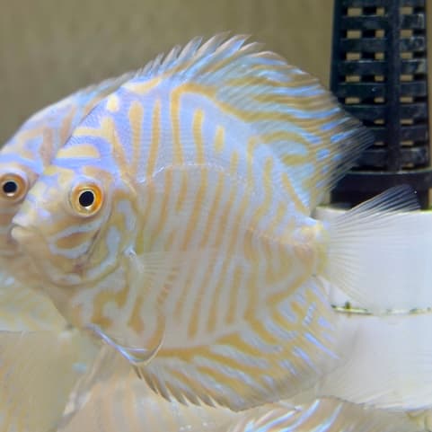 Golden White Tiger
