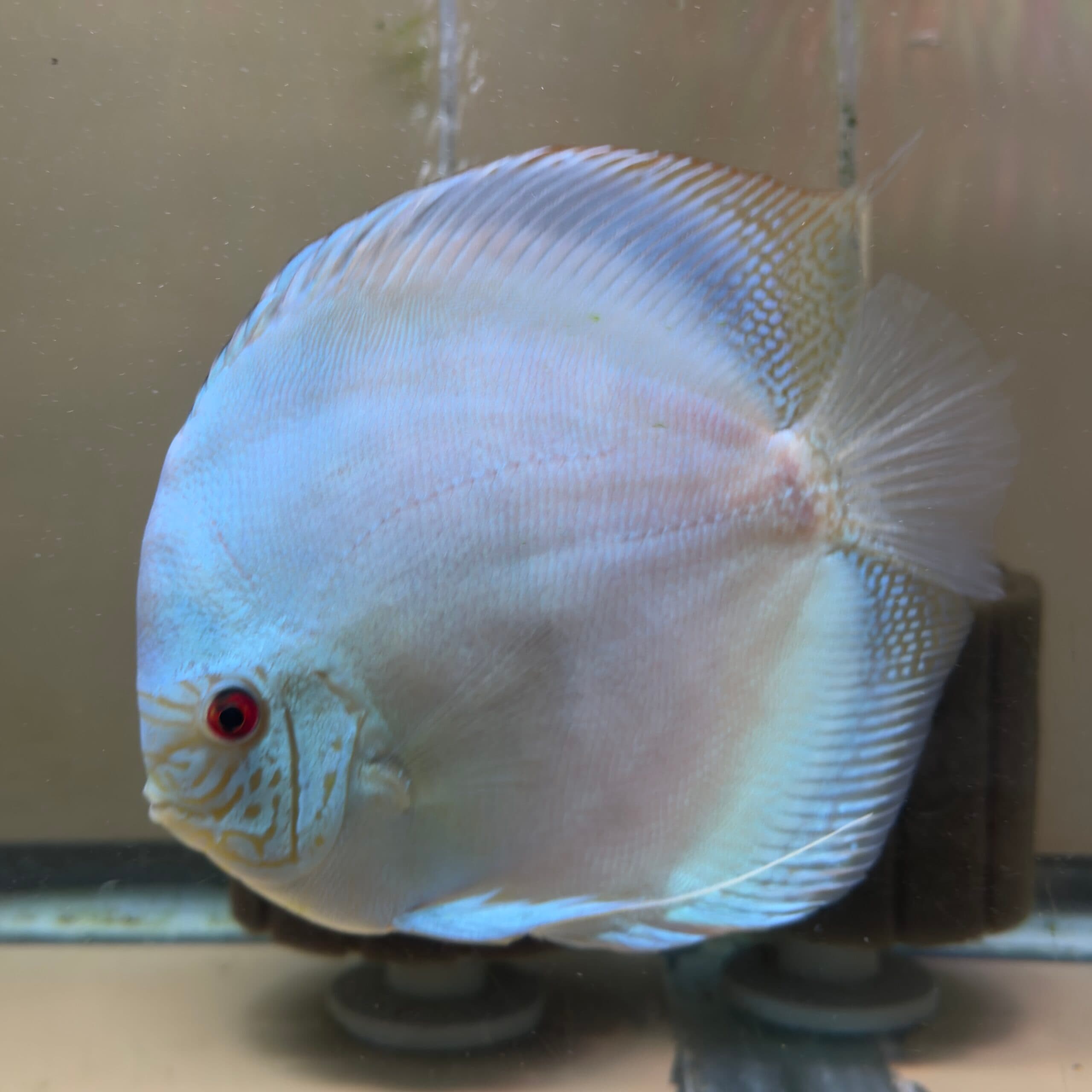 JUMBO Blue Cobalt
