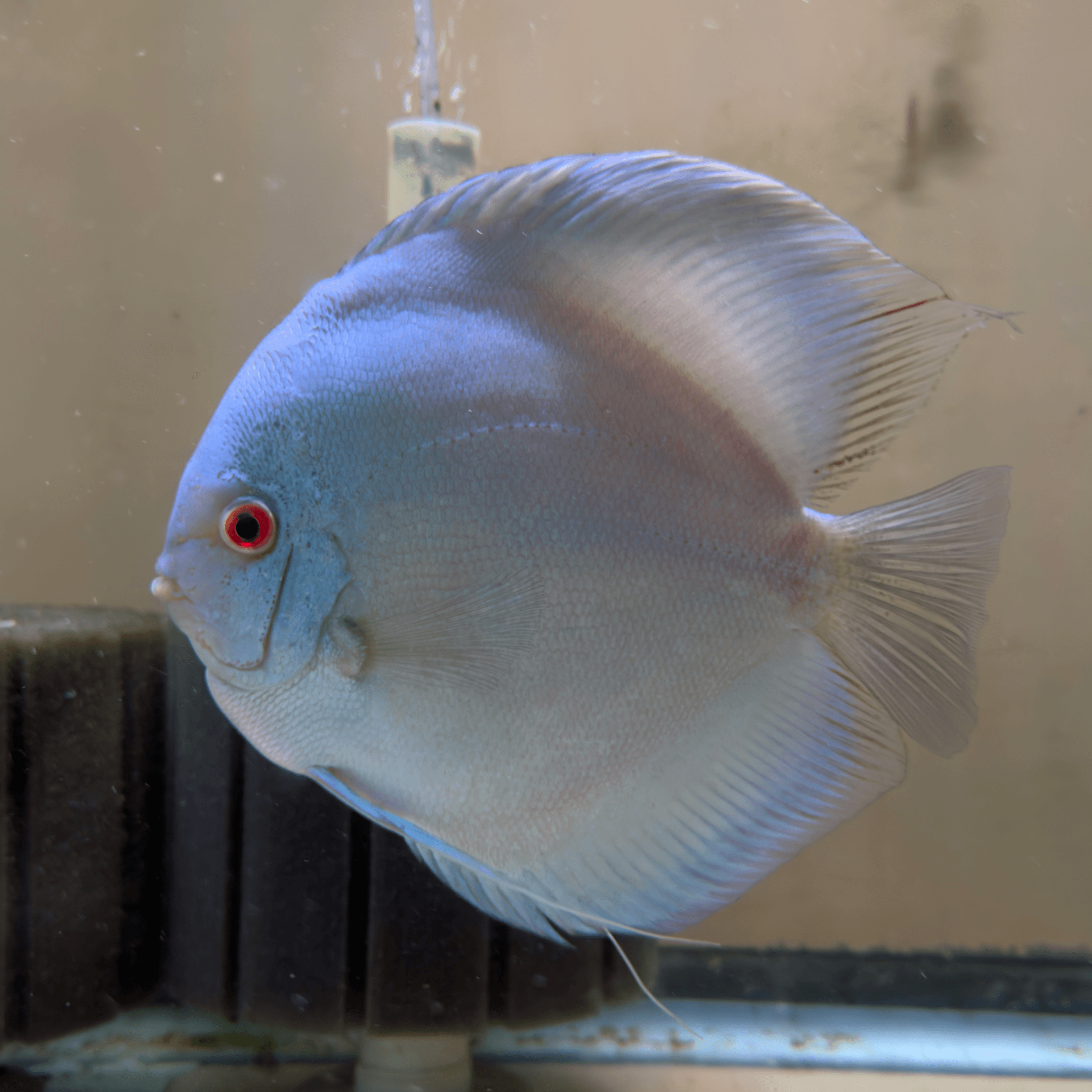JUMBO Blue Diamond