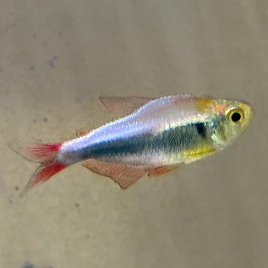 Red Blue Peru Tetra (Hyphessobrycon margitae)