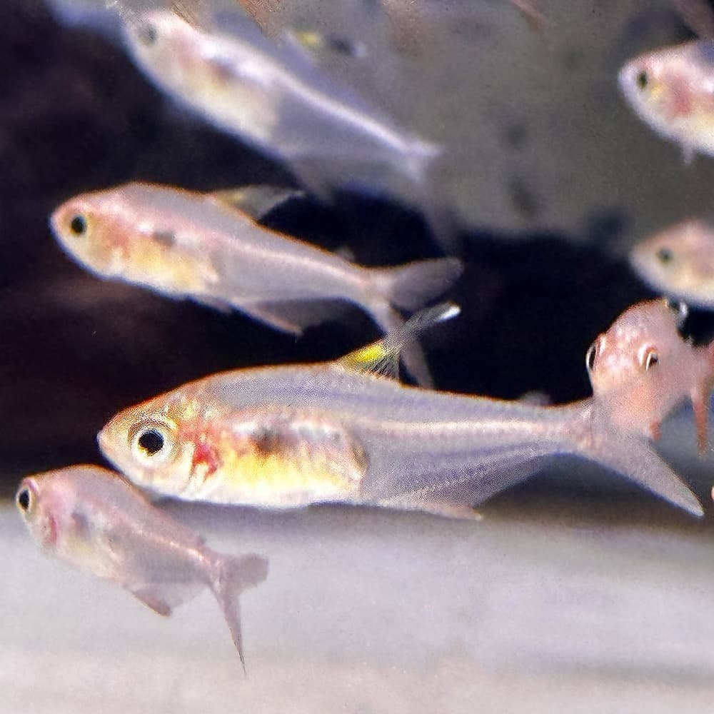 Copeland Tetra (Hyphessobrycon copelandi)