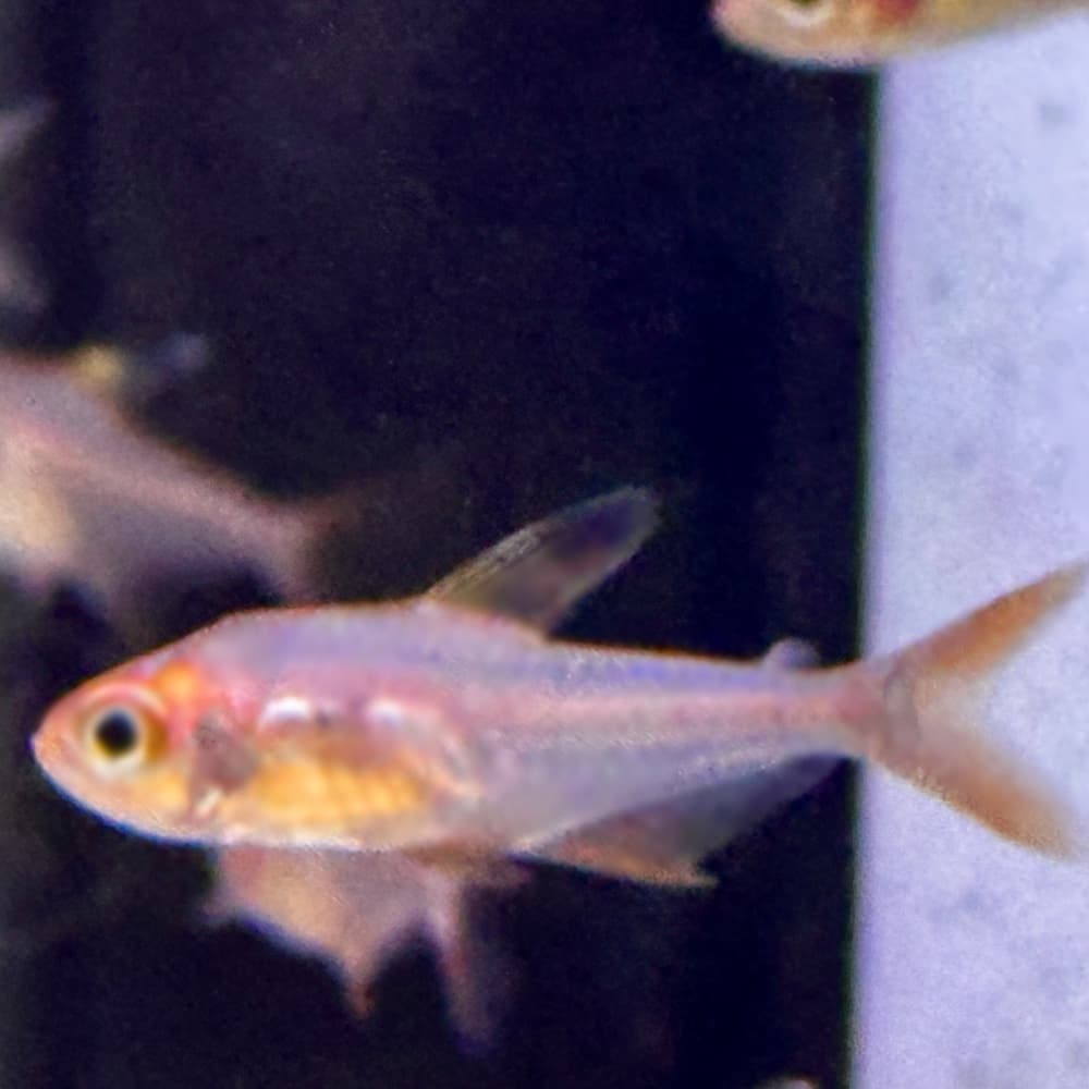 Copeland Tetra (Hyphessobrycon copelandi) - thumbnail 2