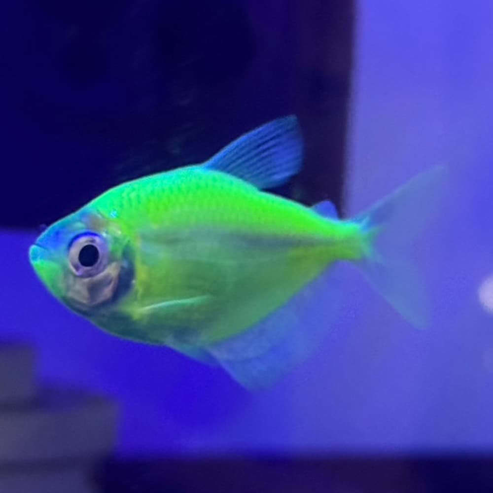 Electric Green Glo-Fish (True Glo-Fish)