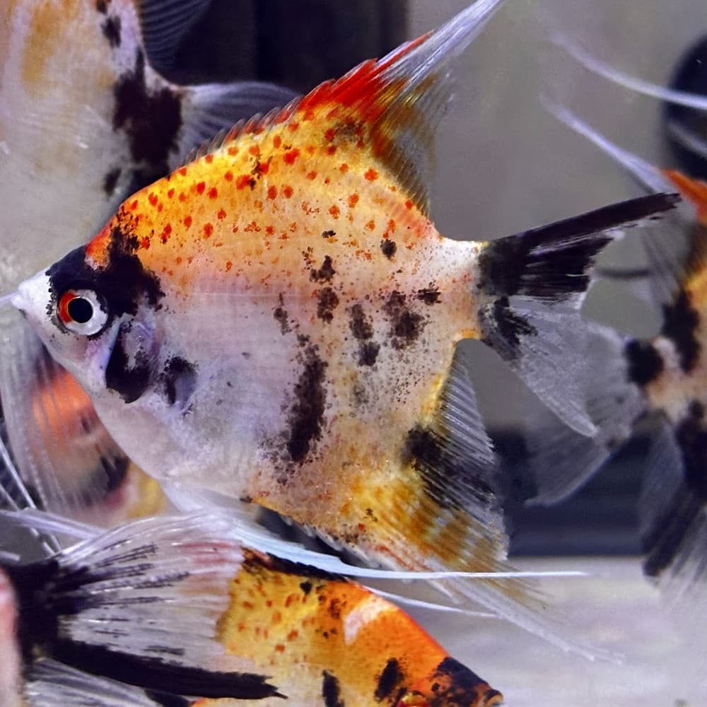 Red Spotted Leopard Koi Angel <br>LIMITED