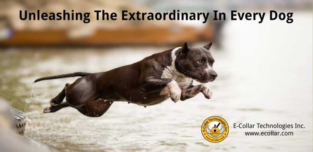 PITBULL BANNER (IN WATER) 3X5